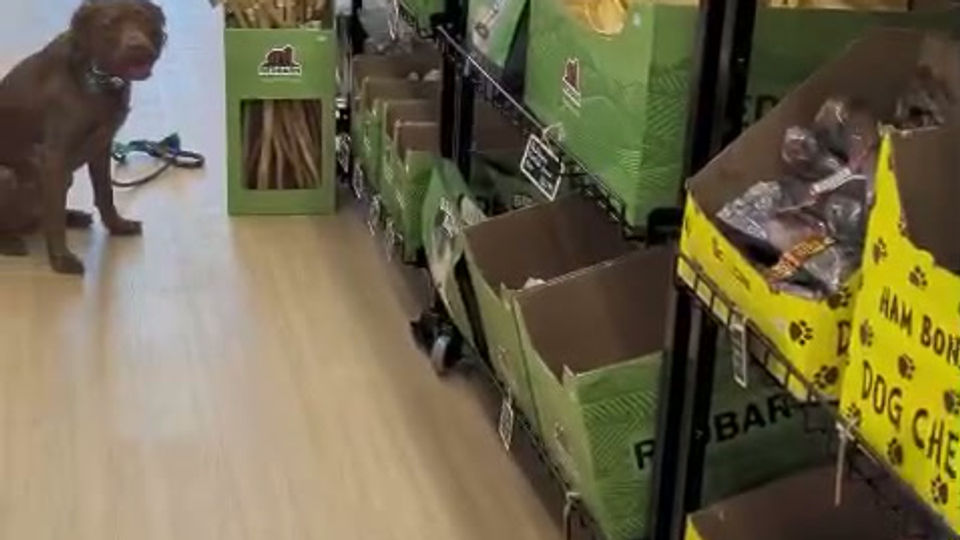 Impulse control in the dog bone aisle